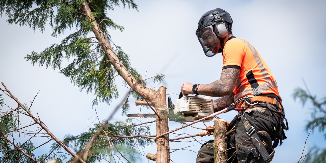 Services de Débroussaillage et d'Élagage : Révélez la Beauté de votre Terrain avec nos Experts en Travaux d'Entretien