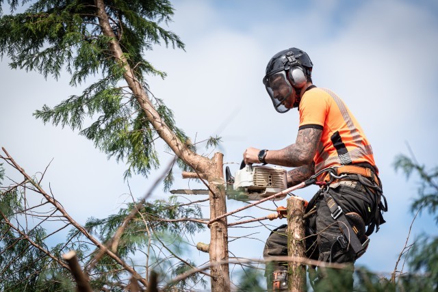 Services de Débroussaillage et d'Élagage : Révélez la Beauté de votre Terrain avec nos Experts en Travaux d'Entretien